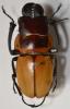 Odontolabis brookeana